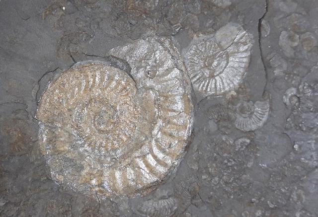 Hildoceras (Hildoceras) bifrons (BRUGUIRE 1789) - Bild © FossNet FossilienStore
